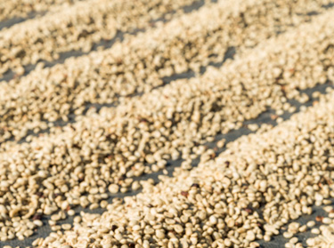 Processo de secagem do caf&eacute;