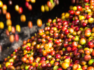 Processo &uacute;mido do caf&eacute;